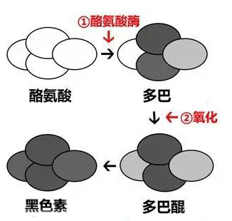 淺談酪氨酸和白發(fā)